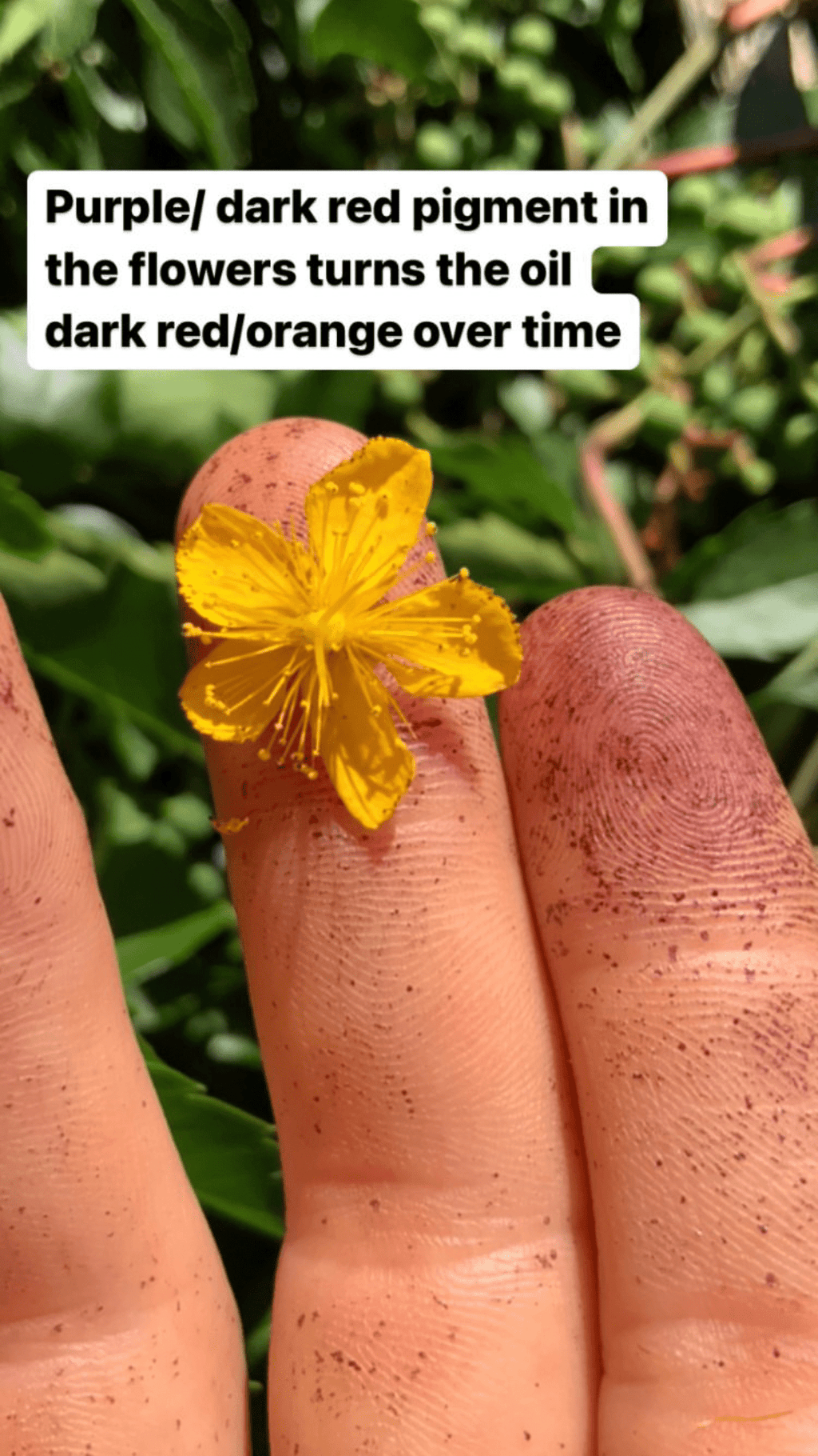 Red Velvet Salve - with calendula, sea buckthorn, and arnica - MVESLW-FST